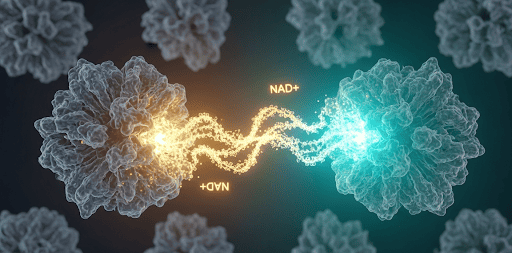A visual representation of inactive sirtuin proteins, depicted as dormant, complex structures. As NAD+ molecules, shown as bright, flowing particles, connect with the sirtuins, the proteins "light up" and become active, radiating a healthy glow.