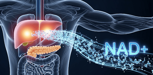 A graphic representation of a human body's metabolic system. Key organs like the liver, pancreas, and muscle tissue are subtly glowing. A stream of NAD+ molecules is shown traveling through the body, visibly improving the function of these organs by making their glow brighter and more stable.