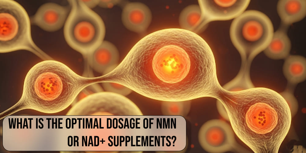 What is the optimal dosage of NMN or NAD+ supplements