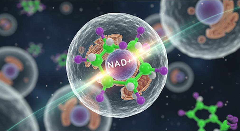 A detailed NAD+ molecule interacting within a vibrant cell.