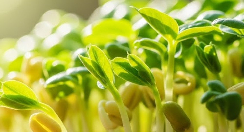 Green sprouts developing beta-carotene under sunlight.