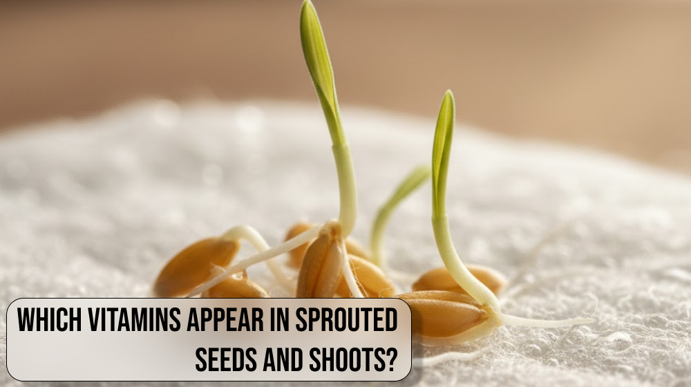 Which vitamins appear in sprouted seeds and shoots?