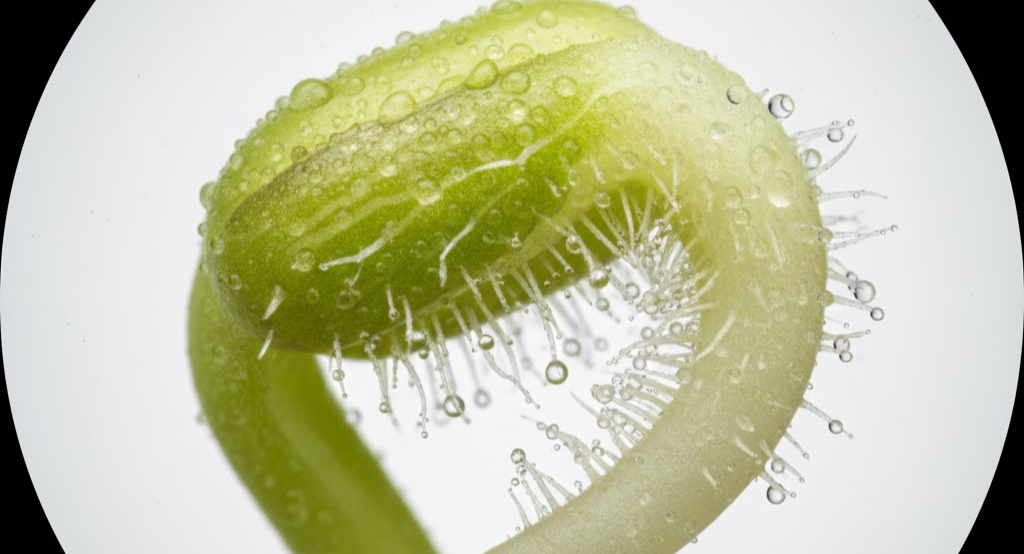 Microscopic close-up showing cell wall clarity in sprouted seeds