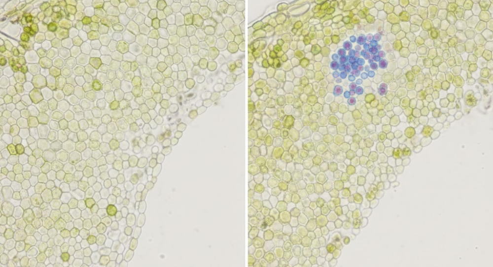 Microscopic inspection of sprouted seeds showing clean, contamination-free tissues