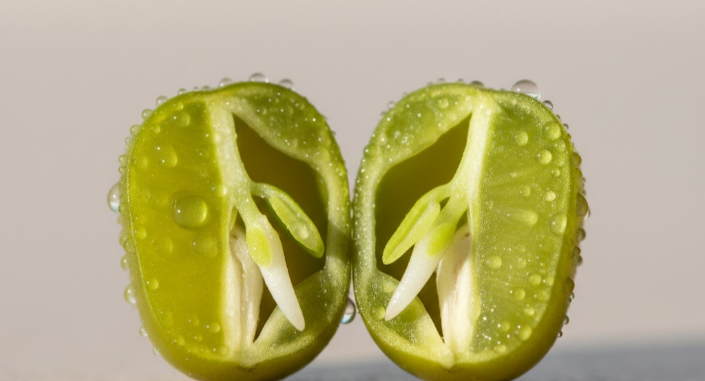 Preparing fresh sprout salad in a sunlit kitchen.