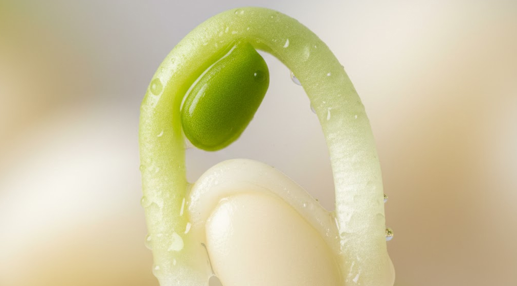 Cluster of sprouted seeds glowing, symbolizing nutrient activation.