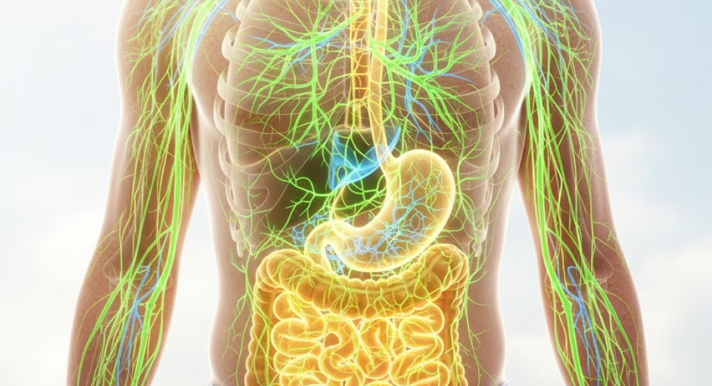 Human body showing integrated digestive and metabolic activation
