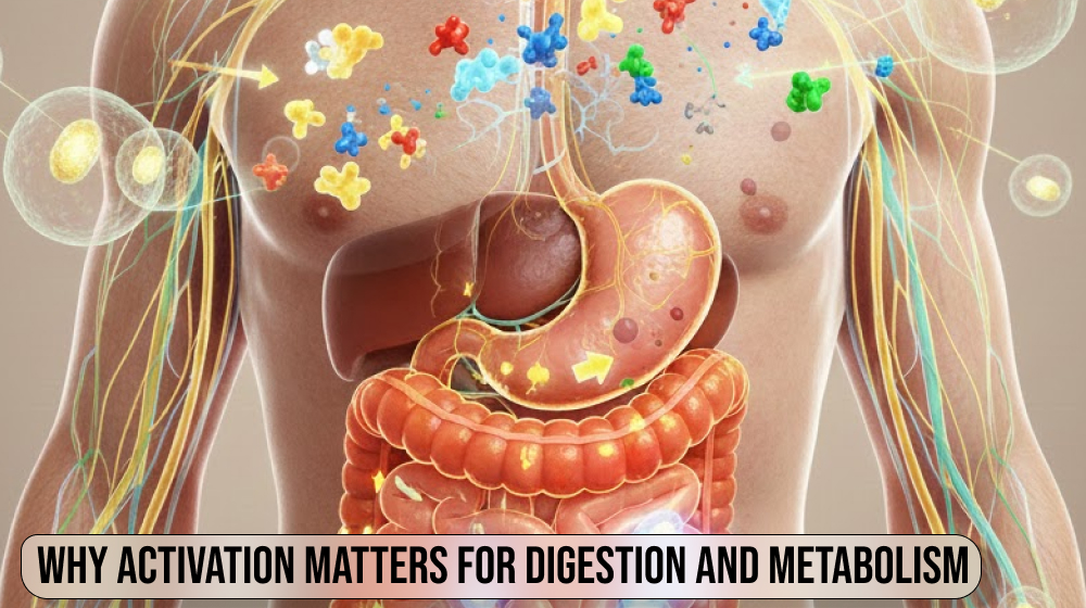 Why Activation Matters for Digestion and Metabolism