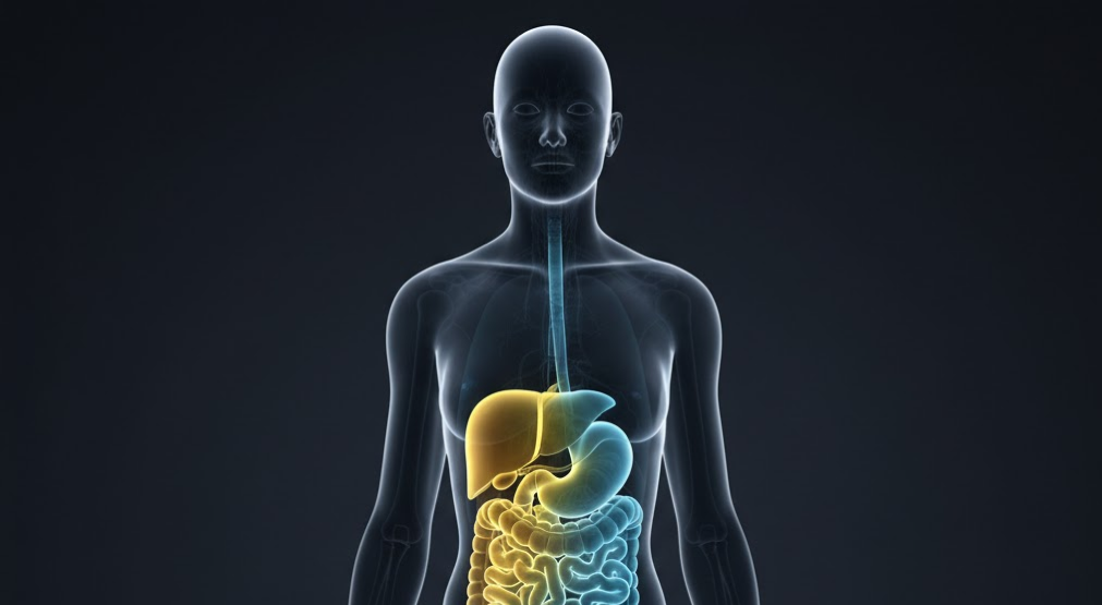Circadian Biology and Light Hygiene