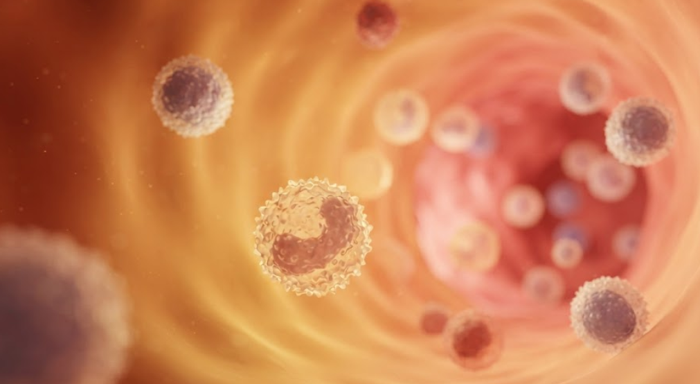 Biomedical render of white blood cells in the bloodstream