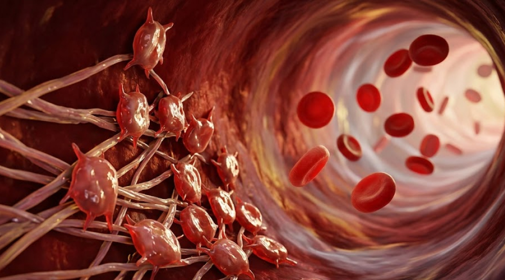 A photorealistic microscopic visualization inside a blood vessel showing activated platelets adhering to a damaged wall.